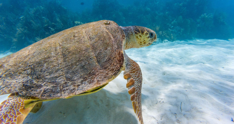 A sea turtle in clear water