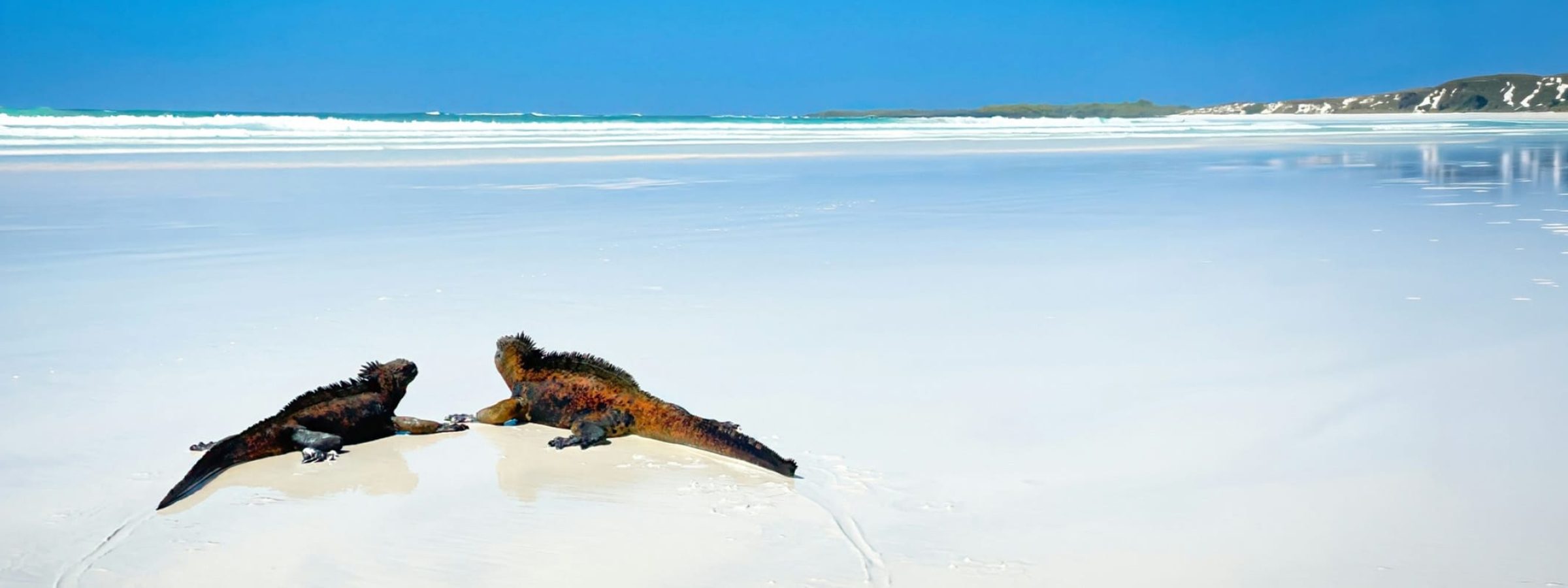 Online Class-2026-09-Galapagos-Featured-2400x800