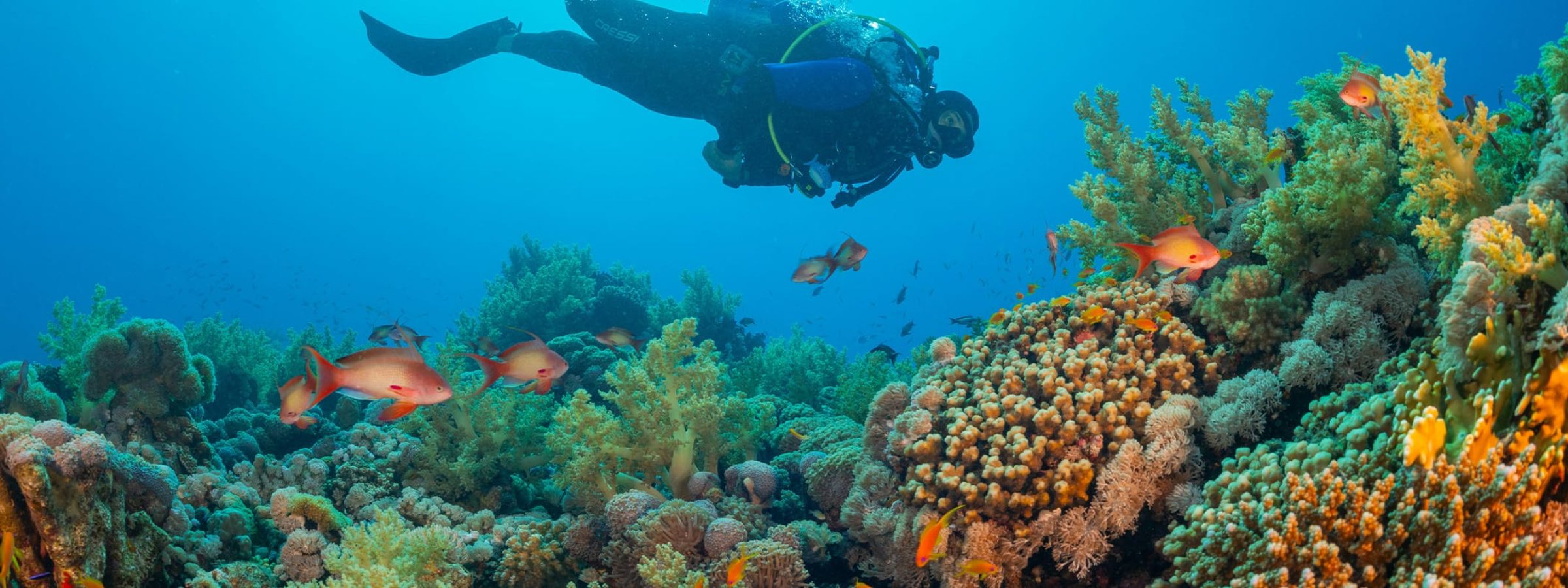 Online-Class-2026-09-Marine Biology-Featured-2400x800