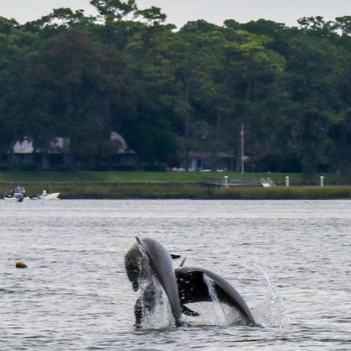 Sail savannah, GA - American Sailing School - 01