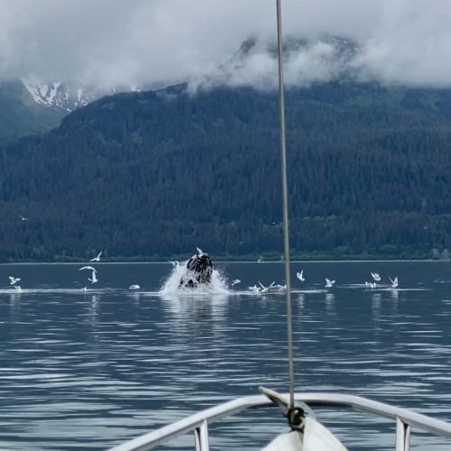 School-1040-Resurrection-Bay-Sailing-Charters-AK-Gallery-07
