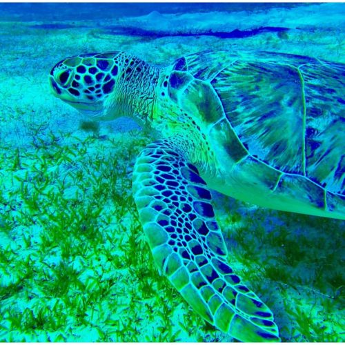 School-595-Black Rock Sailing School-VI-09