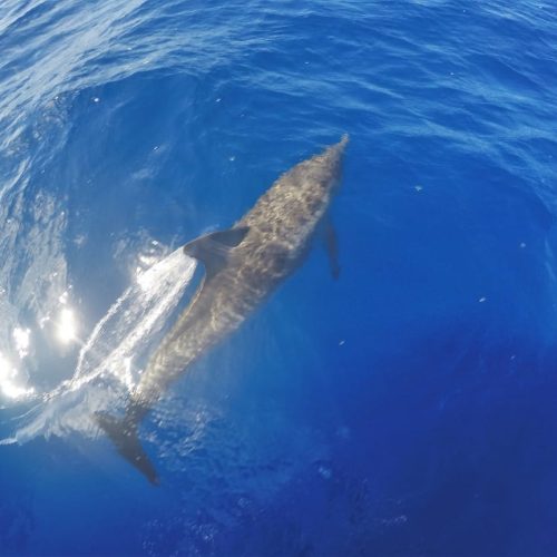 School-800A-Go-Sail-Virgin-Islands-06