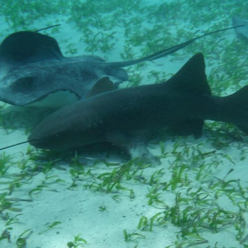 School-LibertySailingSchool-PA-13