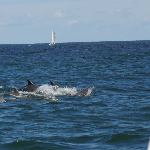 School-SailTime Virginia Beach-VA-03